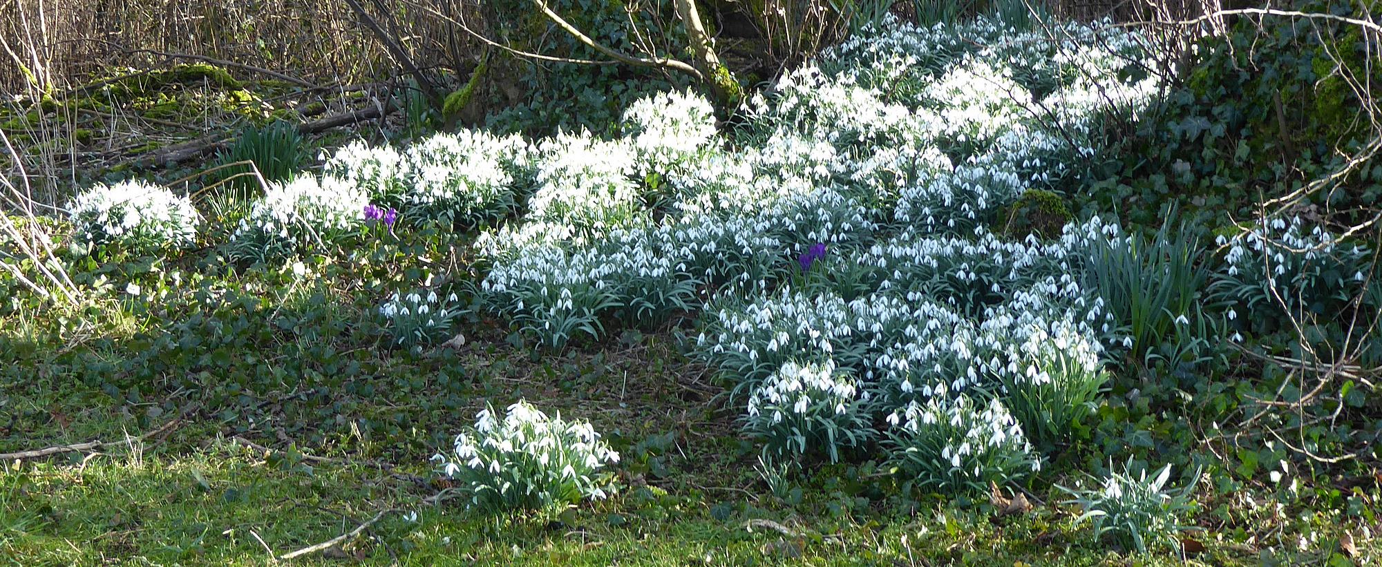 Snowdrops